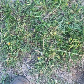 Weeding by Pro cuts reviewed on May 9, 2022