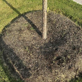 Weeding by Emerald Lawns reviewed on June 30, 2025