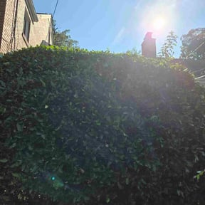 Bush Trimming by FPS reviewed on July 14, 2022