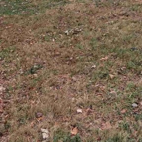 Flower Bed Weeding by Complete Landscape Solutions reviewed on May 23, 2025