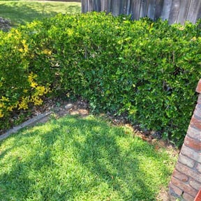 Bush Trimming by Precision Lawn Care of VA reviewed on June 13, 2022