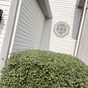 Bush Trimming by Proper Lawn Care Co reviewed on May 19, 2022