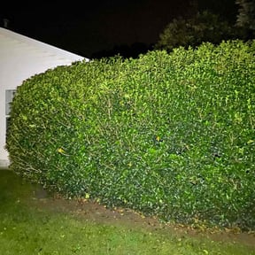 Bush Trimming by Maximum Landscaping &amp; Lawn care reviewed on July 17, 2025