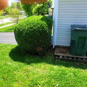 Bush Trimming by Kingdom Creations reviewed on April 7, 2025