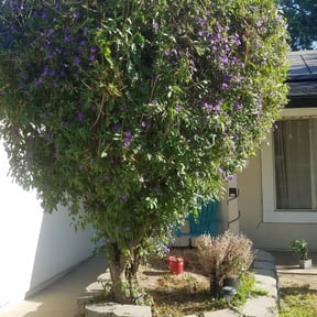 Bush Trimming by Christian Brothers Maintenance reviewed on April 22, 2025