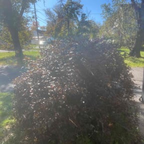 Bush Trimming by Contreras Outdoors reviewed on June 18, 2022