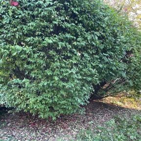 Bush Trimming by Bro J's LawnCare & Landscaping reviewed on November 1, 2024