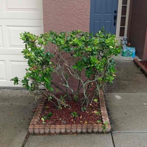 Bush Trimming by A.N.E. Landscaping LLC reviewed on August 3, 2025