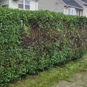 Bush Trimming by Towery's Lawn Care reviewed on July 26, 2022