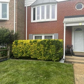 Bush Trimming by All Mowing Services reviewed on June 10, 2022