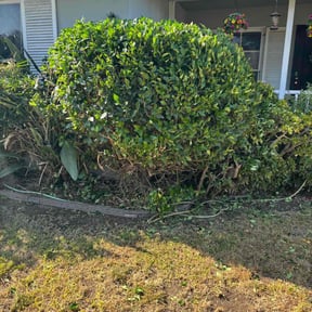 Bush Trimming by Above & Beyond Handy Services reviewed on December 18, 2021
