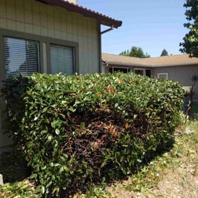 Bush Trimming by Lucky Duck Lawn Care reviewed on August 6, 2022