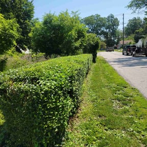 Bush Trimming by The yard guy's reviewed on March 26, 2022