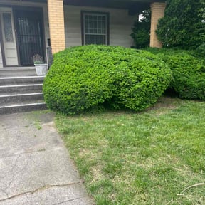 Bush Trimming by Deonte Deas reviewed on June 4, 2022