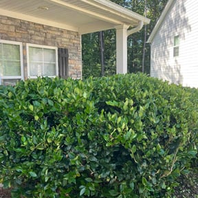 Bush Trimming by JMP LANDSCAPING reviewed on June 7, 2022