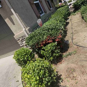 Bush Trimming by Frederickson Lawn Management reviewed on June 27, 2022