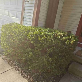 Bush Trimming by Steve's Lawn Care reviewed on May 21, 2025