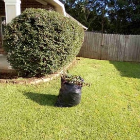 Bush Trimming by Greenleaf Premier LLC reviewed on June 2, 2025