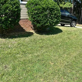 Bush Trimming by David W Services LLC reviewed on July 7, 2022