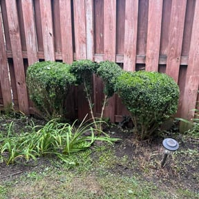 Bush Trimming by Hovde landscaping reviewed on July 26, 2022