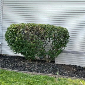 Bush Trimming by Montoya Maintenance Services reviewed on May 8, 2025