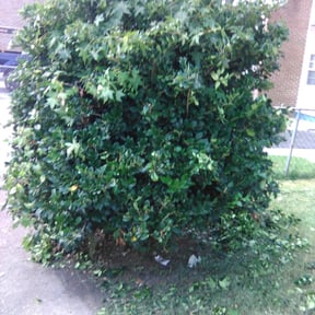 Bush Trimming by Mow-Mentous Lawn Service reviewed on July 9, 2025