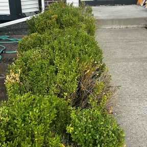Bush Trimming by Carter&Sons reviewed on June 3, 2022