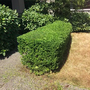 Bush Trimming by Mow the grow reviewed on August 11, 2024