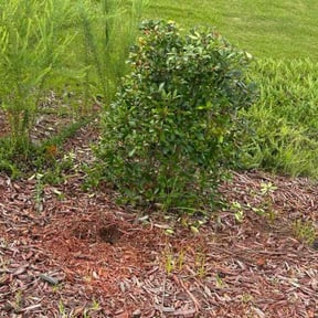 Bush Trimming by McNeil's lawn care & maintenance reviewed on August 17, 2024