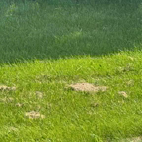 Leaf Removal by Yardscapes reviewed on May 30, 2025