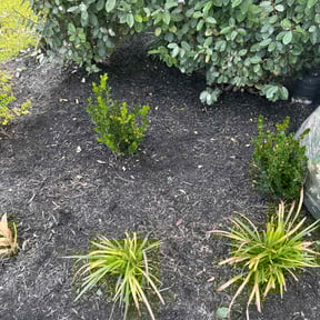 Flower Bed Weeding by José reviewed on April 5, 2025