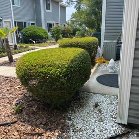Bush Trimming by Grass Care By the Beach reviewed on July 2, 2025