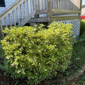 Bush Trimming by MHF Lawn Care reviewed on April 16, 2025