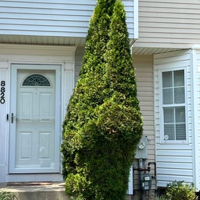 Bush Trimming by Elite Landscaping reviewed on April 6, 2025