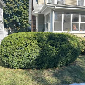 Bush Trimming by Robbie Laubenstein reviewed on April 28, 2022