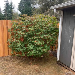 Bush Trimming by ETC Services reviewed on April 19, 2022