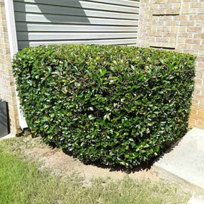 Bush Trimming by Divine Cutz reviewed on June 7, 2022