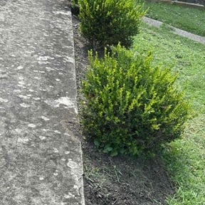 Flower Bed Weeding by LSLTDallas/FortWorthTruGreen reviewed on May 17, 2024