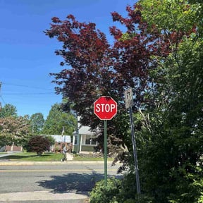 Bush Trimming by MaXX Lawn and Landscaping LLC reviewed on June 17, 2022