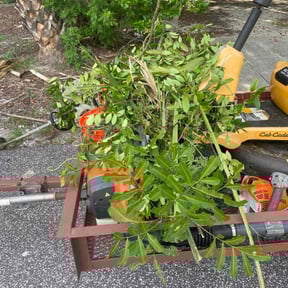 Bush Trimming by Nick Moskos reviewed on October 5, 2022