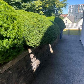 Bush Trimming by Rupe's lawn care reviewed on June 1, 2022