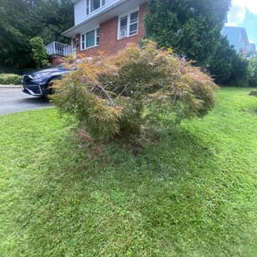 Bush Trimming by Thom's mowing and lawn care reviewed on June 24, 2022