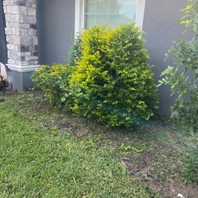 Bush Trimming by BBCNP Services reviewed on September 21, 2024