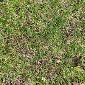 Leaf Removal by Boss Outdoor Service reviewed on June 12, 2022
