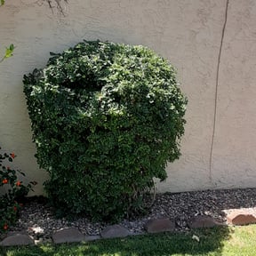 Bush Trimming by Doyle lawn care reviewed on August 16, 2021