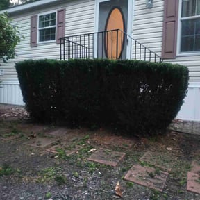 Bush Trimming by Doodlebug Services reviewed on June 1, 2022