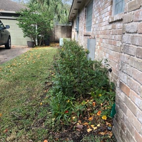 Bush Trimming by Davids'landscaping reviewed on March 10, 2025