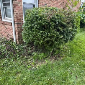 Bush Trimming by kumler lawn care reviewed on July 28, 2020