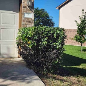 Bush Trimming by pnp concrete reviewed on October 23, 2022