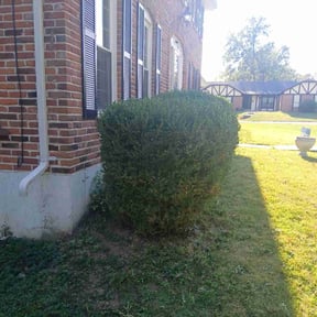 Bush Trimming by New world order llc (Four seasons Lawn Care N More) reviewed on July 7, 2022